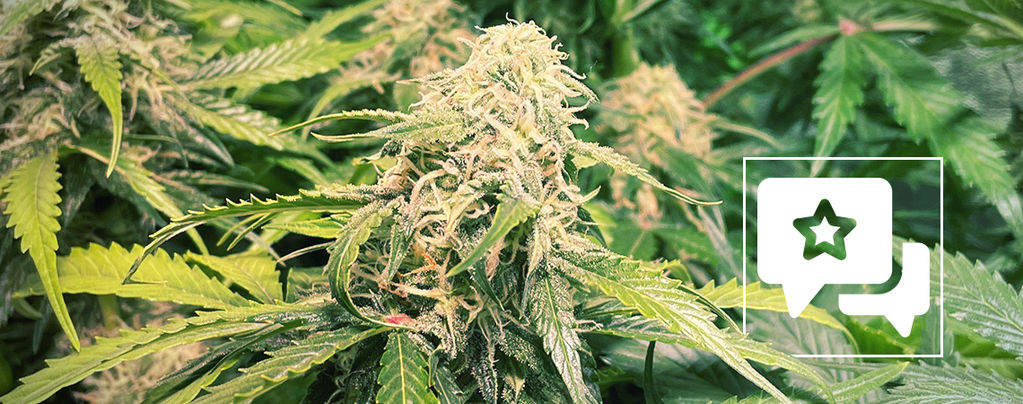 Recenze odrůdy: Pineapple Kush