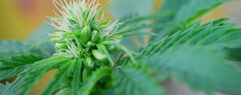 Spotting Male And Hermaphrodite Cannabis Plants Early