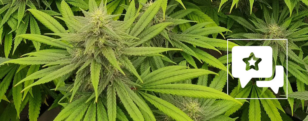 Recenze odrůdy: Pineapple Chunk