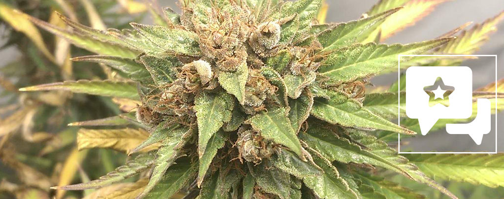 Recenze odrůdy: Durban Poison