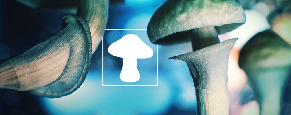 The Mushroom - náš mimozemský přítel z hlubin vesmíru?