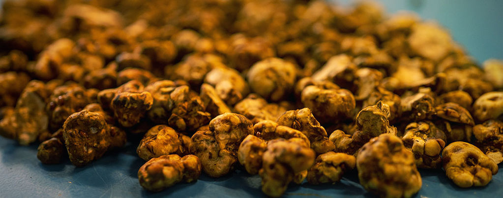 Truffle Biology: Why do Fungus Make Sclerotia?