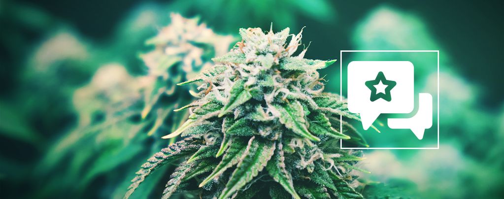 Agent Orange: Recenze a informace o odrůdě konopí