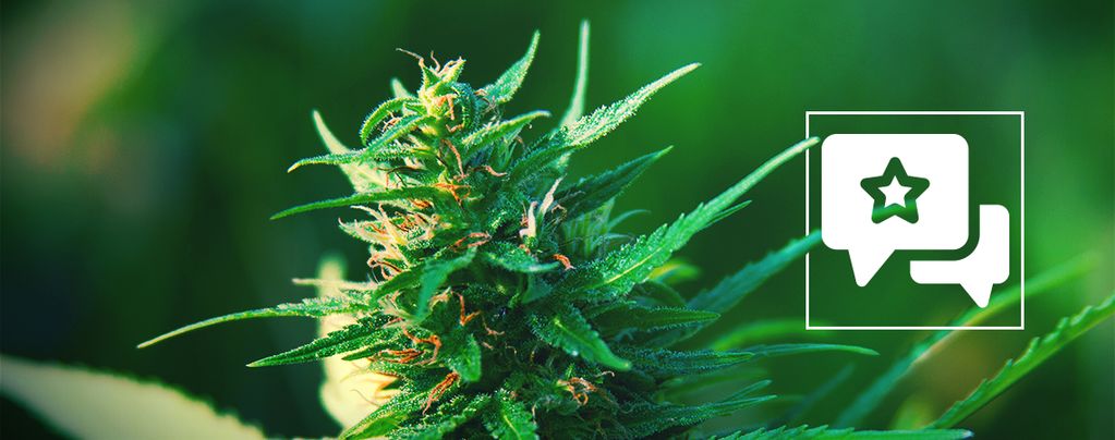 Girl Scout Cookies: Recenze a informace o odrůdě konopí