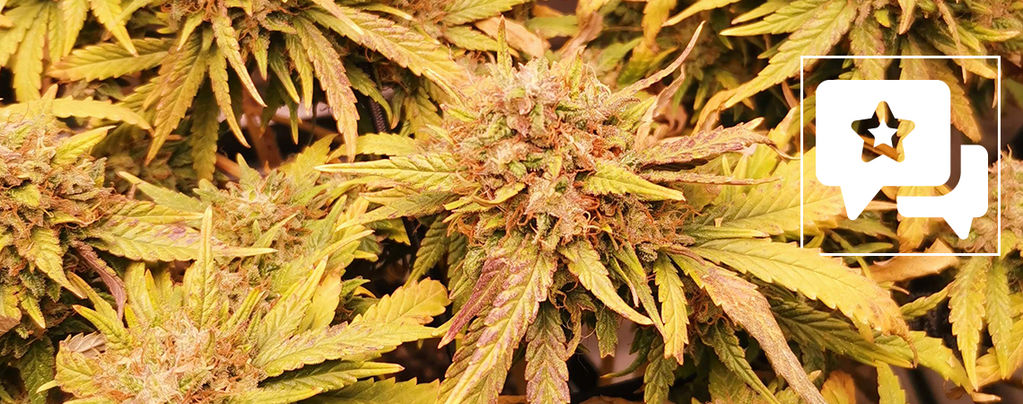 Recenze odrůdy: Liberty Haze