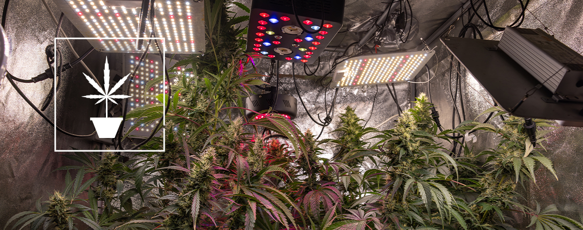 Simple tips to grow better weed