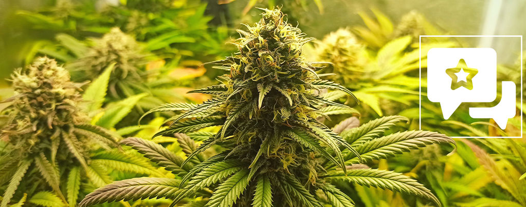 Recenze odrůdy: Super Critical