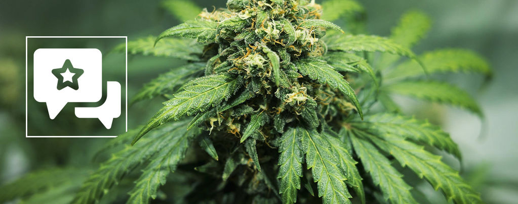 Recenze odrůdy: Royal Dwarf