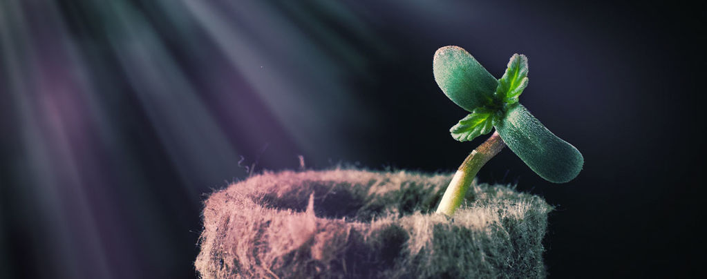 How The Light Spectrum Affects Cannabis