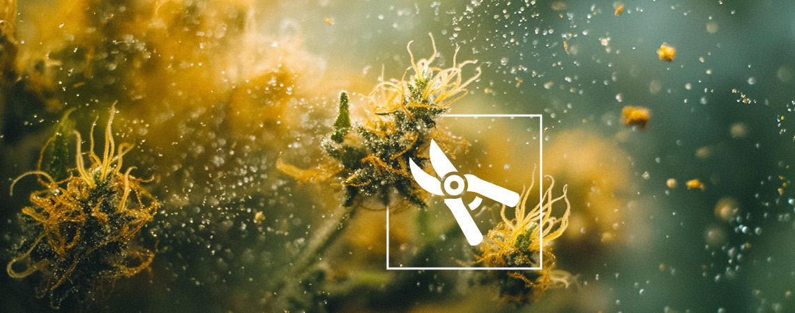 The 6 Best Ways to Make Hash