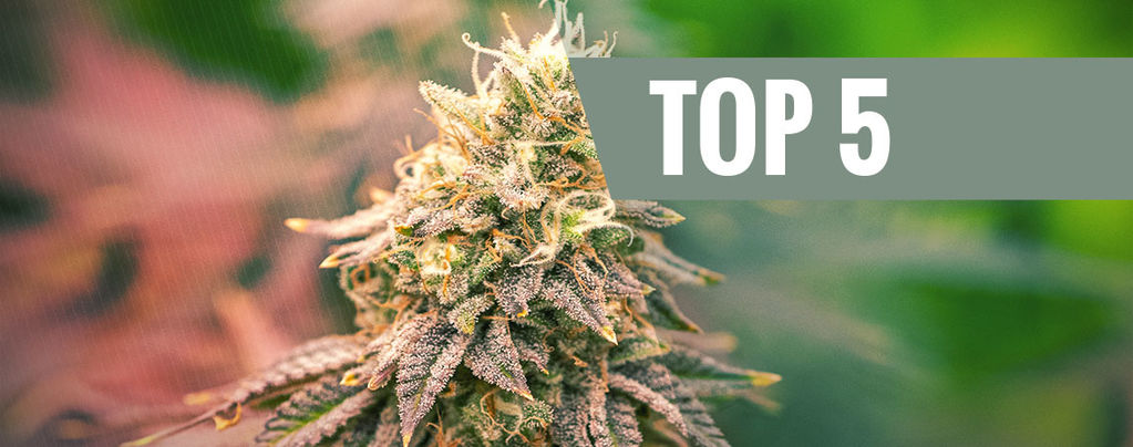 Top 5 Indica Strains For 2026