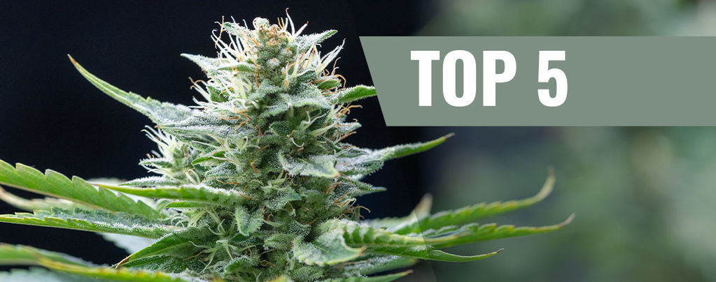 Top 5 Sativa Cannabis Strains For 2026