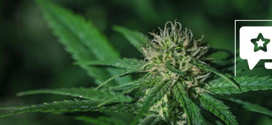 Sensi Skunk: Recenze a informace o odrůdě konopí
