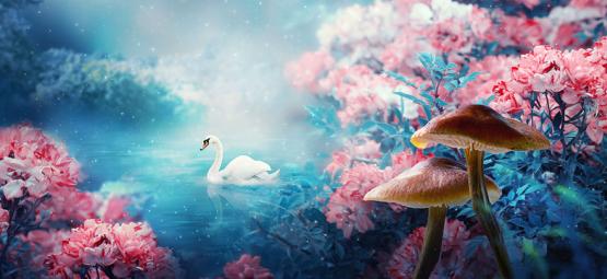 Navozují lysohlávky stav „bdělého snu“?