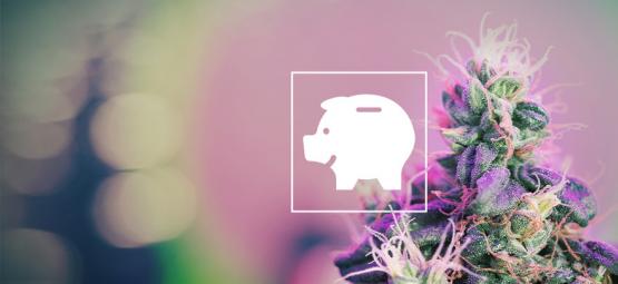 Jak pěstovat konopí levně: indoor i outdoor