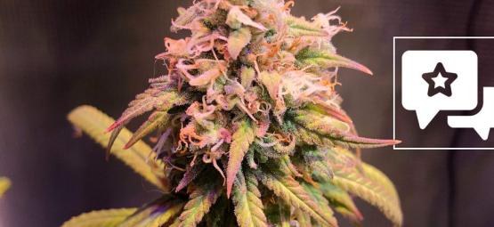 Recenze odrůdy: Shining Silver Haze (Royal Queen Seeds)