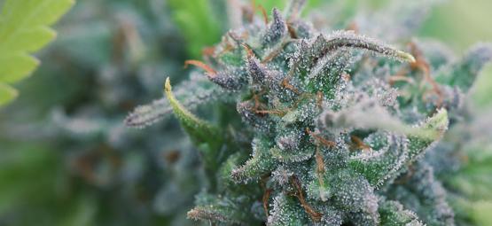 Jak pěstovat organické konopí doma