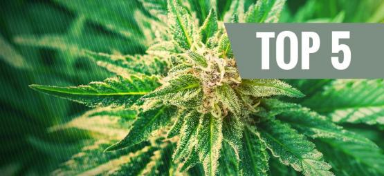 Top 5 odrůd Cannabis ruderalis