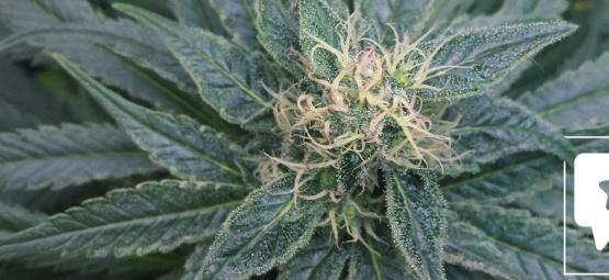Recenze odrůdy: Royal Medic od Royal Queen Seeds