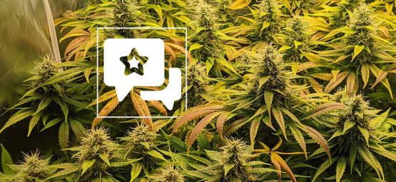 Recenze odrůdy: The Church od Green House Seeds