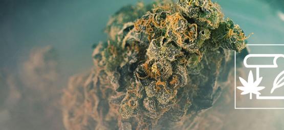 Co je skunkové konopí?