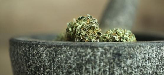 10 způsobů, jak nadrtit konopí bez drtičky [aktualizace 2026]