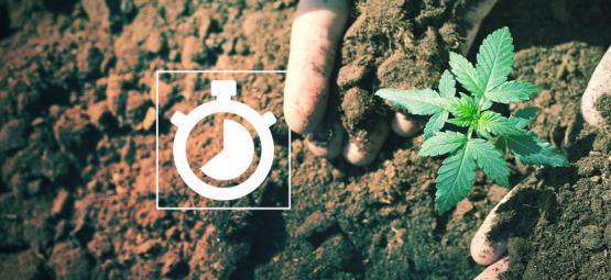 Jak dlouho trvá vypěstovat konopí?