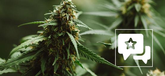 Recenze odrůdy konopí: Power Plant