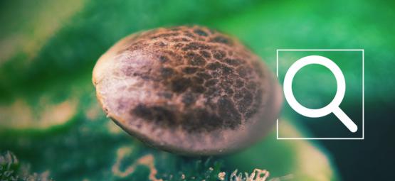 Jak vybrat ta správná semena konopí