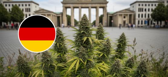 Nejlepší odrůdy konopí pro venkovní pěstování v Německu