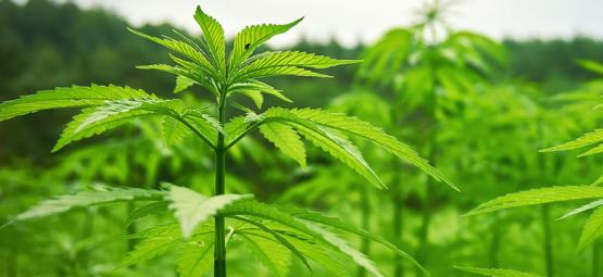 Jak na nenápadné, bezstarostné a úspěšné outdoor pěstování