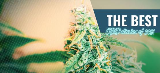 Nejlepší CBD odrůdy pro pěstování doma v roce 2026