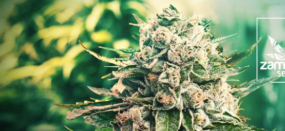 Nová odrůda Zamnesia: GG4