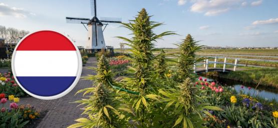 Nejlepší odrůdy na pěstování v Nizozemsku