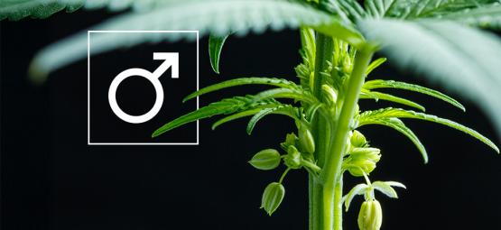 Co dělat se samčími rostlinami konopí?