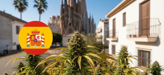 Nejlepší odrůdy na outdoor pěstování ve Španělsku