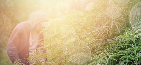 Nejlepší odrůdy konopí pro guerillové pěstování