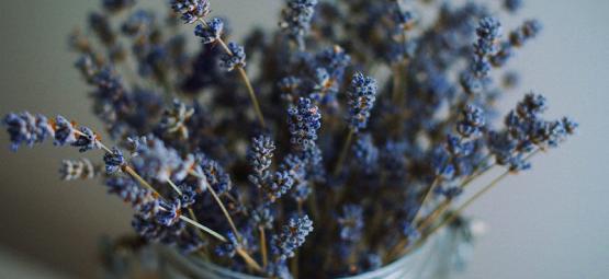 Nejlepší bylinky na míchání s konopím