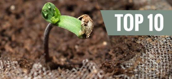 10 nejsnazších odrůd konopí pro začátečníky