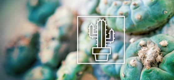 Rozdíly mezi kaktusy s meskalinem