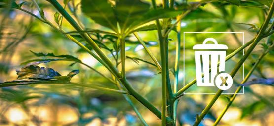 Co dělat se zbylými stonky konopí