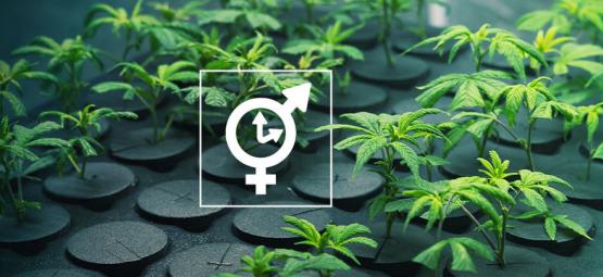 Je možné brát řízky ze samonakvétací odrůdy?