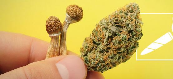 Měli byste uvažovat o kouření lysohlávek?