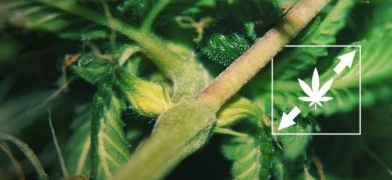 Jak zabránit vytahování rostlin konopí