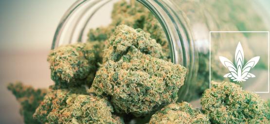 Jak vypěstovat obří květy: 10 kroků k úspěchu