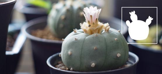 Lophophora decipiens: rychleji rostoucí peyotl