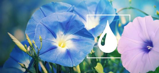 Jak extrahovat LSA ze semen povijnice nachové a Hawaiian Baby Woodrose