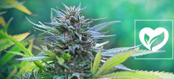 Je konopí veganské?