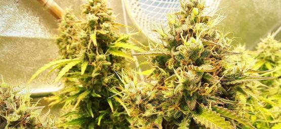 Je foxtailing u konopí problém?