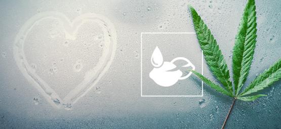 Nejlepší semena konopí do tropického klimatu